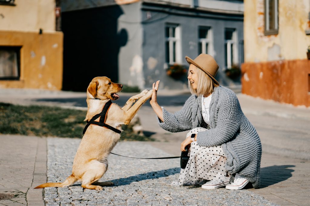 Jakie cechy charakteru powinien posiadać idealny opiekun psa?