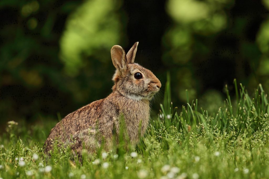 Klatka dla królika – czym się kierować przy jej wyborze?