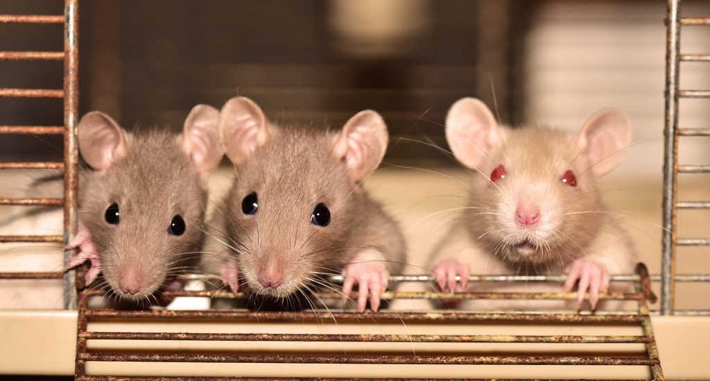 Jak szybko i łatwo nauczyć szczura obrotu?