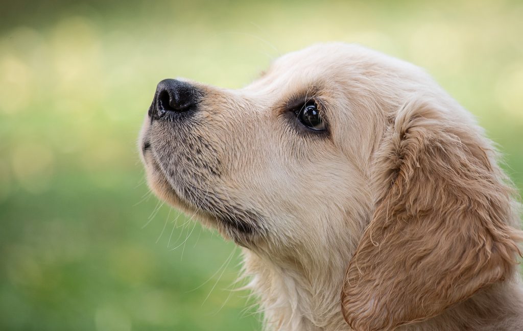 Czy psy rozumieją nasze emocje? Empatia u psów