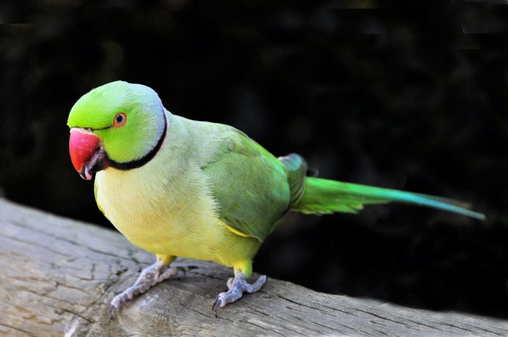 10 ciekawych informacji o papużkach falistych, które warto znać